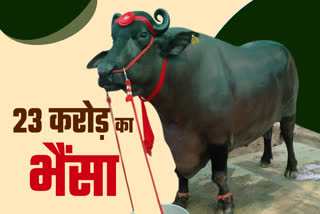 BUFFALO WORTH 23 CRORES