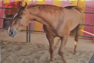 Karmadev The Tallest Horse In India, Fetches Rs 11 Crore At Pushkar Animal Fair In Rajasthan