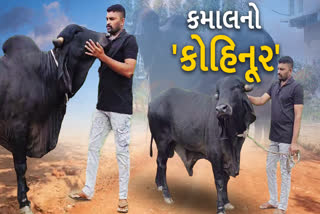 કમાલનો 'કોહિનૂર'