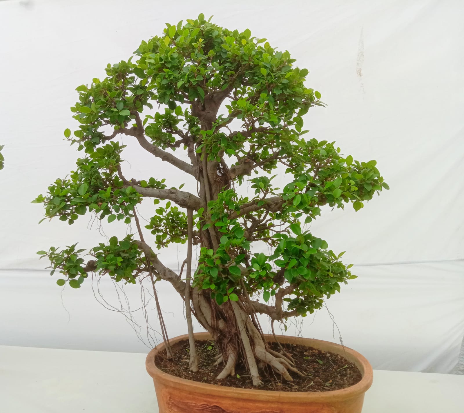 MAN GREW 300 BONSAI TREES