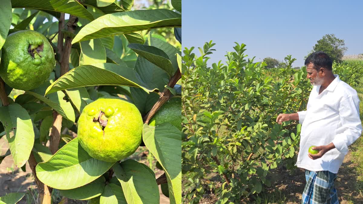 Taiwan pink guava