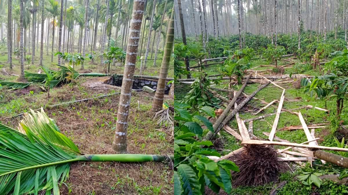 areca nut plantation