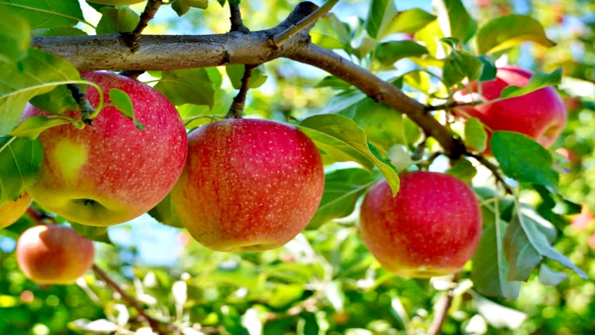 Kashmiri gardeners visit apple orchards in Himachal Pradesh to learn techniques to harvest good quality fruit