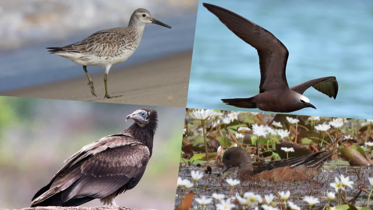 bird story  Different species of birds are found in Kasaragod  Different species of birds  അപൂർവ ഇനം പക്ഷികള്‍  Rare species of birds  rare birds that found in Kerala  Brown noddy  Great knot  Eurasian wigeon  Egyptian vulture  birds in kerala