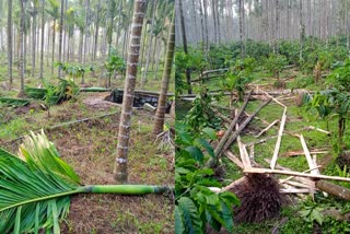 areca nut plantation