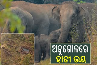 elephant terror in Anugul