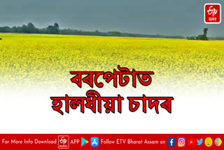 Trying to become self-sufficient in mustard cultivation