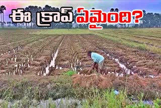 AP_Farmers_Angry_on_E_Crop_System