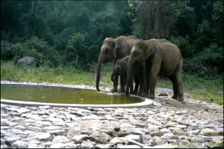 viral video of wild elephants casually drinking water in hogenakkal forest