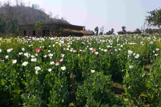 Poppy cultivation in Palamu