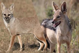 indian fox  കുറുക്കന്‍  കുറുനരി  Indian Fox  Jackal  ഇന്ത്യൻ ഫോക്‌സ്‌  ജാക്കൾ  കുറുക്കന്‍ വംശനാശ ഭീഷണി  കുറുക്കനും കുറുനരിയും വംശനാശ ഭീഷണിയിലേക്ക്  Indian Fox And Jackal  ഗവേഷകര്‍