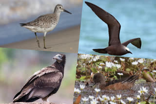 bird story  Different species of birds are found in Kasaragod  Different species of birds  അപൂർവ ഇനം പക്ഷികള്‍  Rare species of birds  rare birds that found in Kerala  Brown noddy  Great knot  Eurasian wigeon  Egyptian vulture  birds in kerala