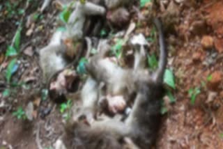 Dead bodies of more than 30 monkeys were found on Guttigaru Balpa road side