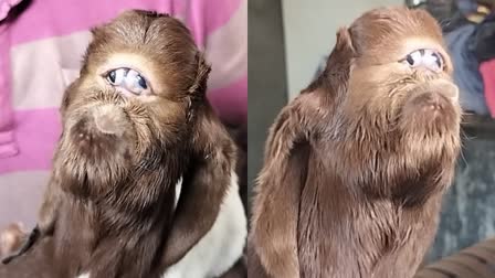 indore goat born with human face and weird eyes