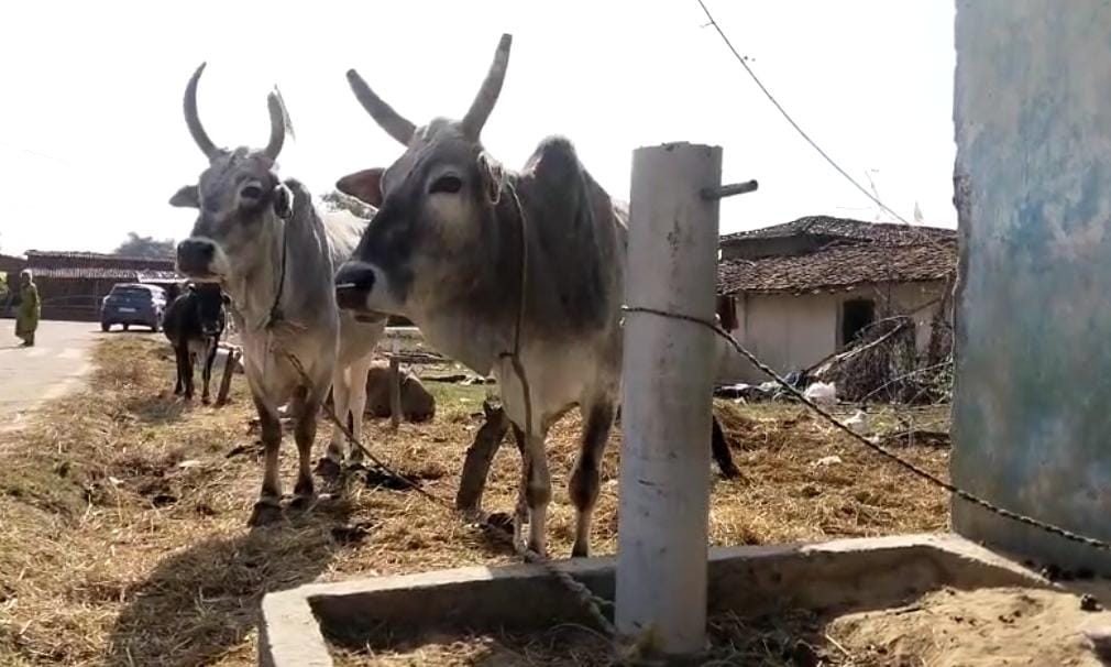 Animals Tied In Tap Connection