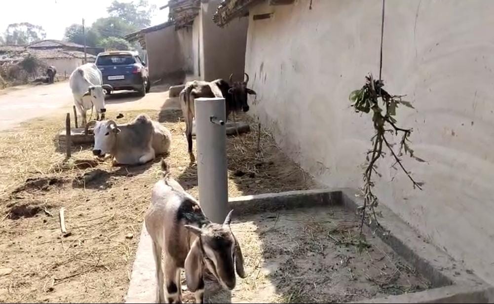 Animals Tied In Tap Connection
