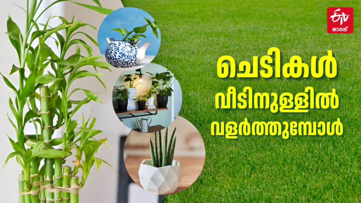 MONEY PLANT INDOOR BENEFITS  MONEY PLANT VASTU TIPS  VASTU AND FENG SHUI TIPS  വീടിനുള്ളില്‍ ചെടികള്‍