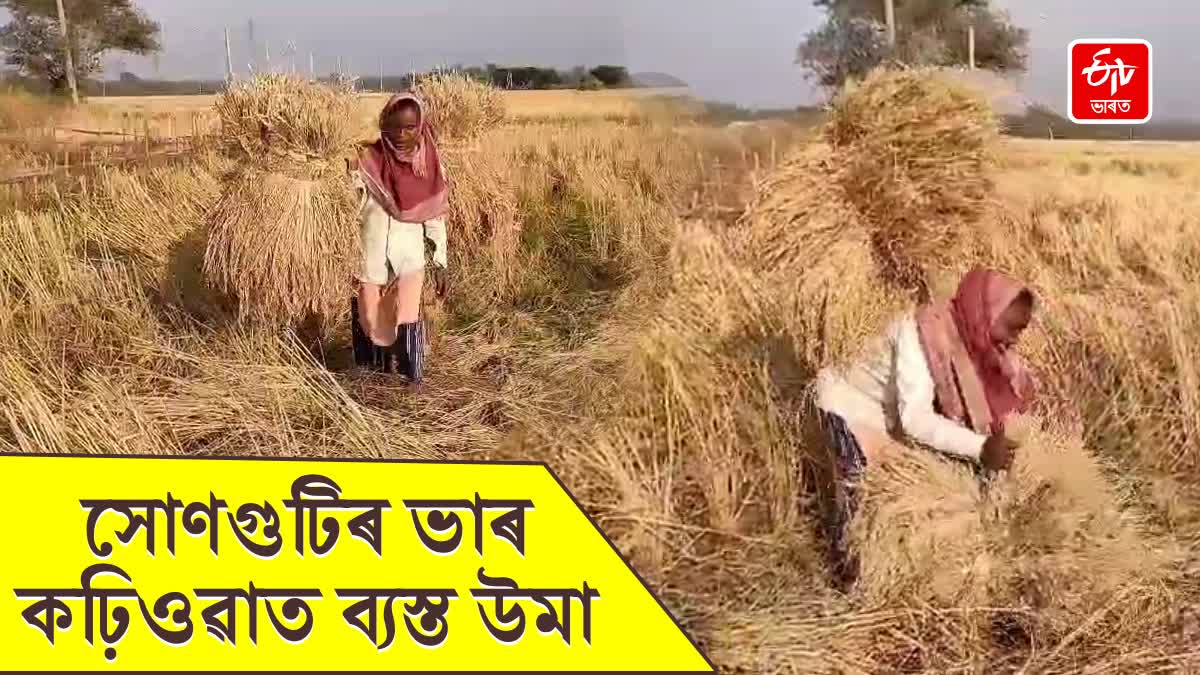 Duliajan girl farmer busy in paddy field