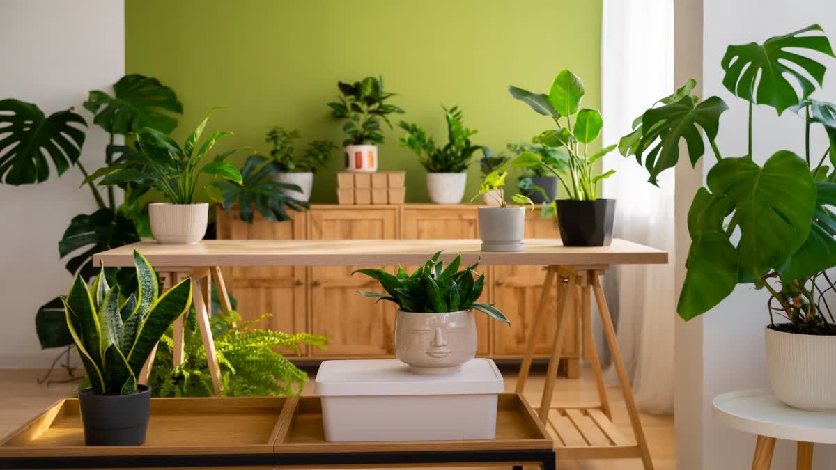 LUCKY PLANTS TO CHANGE YOUR LIFE  LUCKY INDOOR PLANTS  PLANTS THAT BRING GOOD LUCK  വീട്ടിൽ ഭാഗ്യം കൊണ്ടുവരുന്ന ചെടികൾ