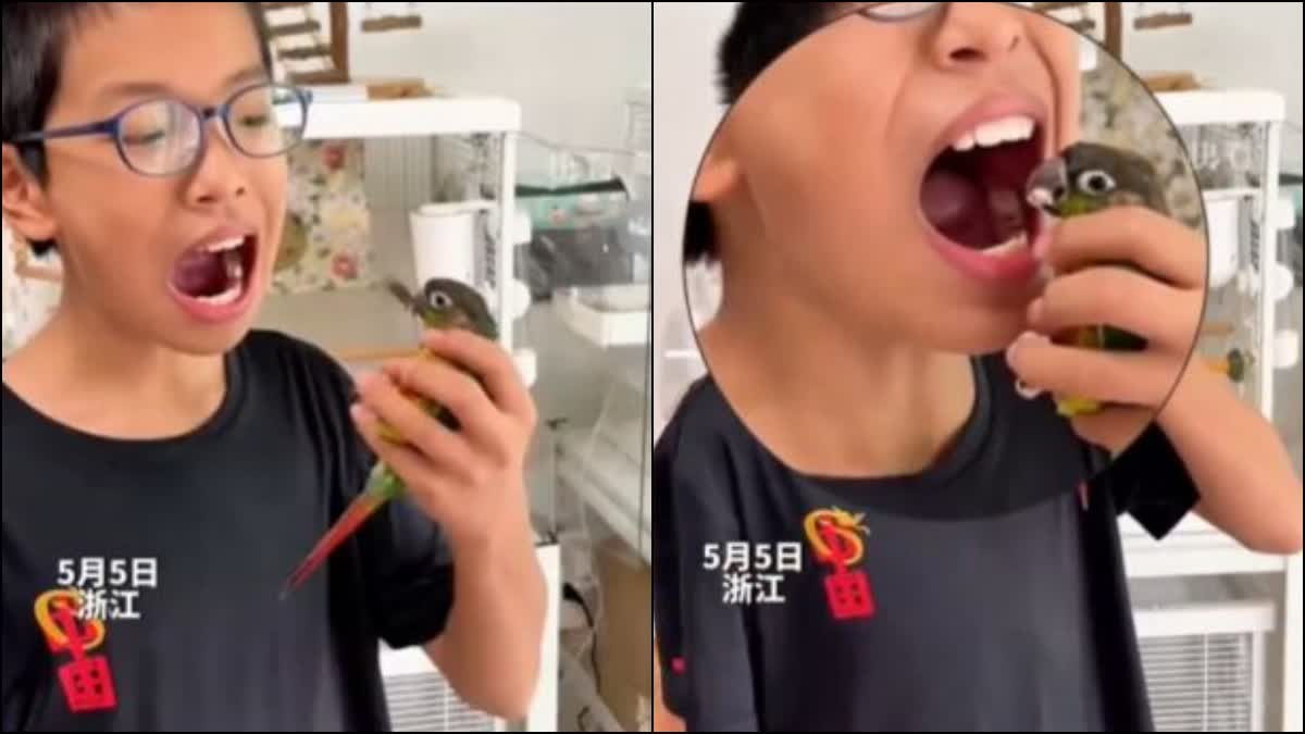 Parrot became dentist! Removed child's rotten tooth in one stroke