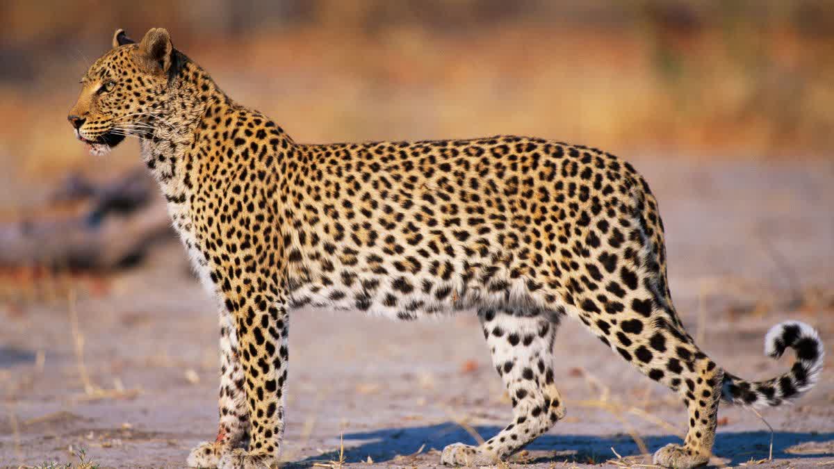 SAGAR LEOPARD BODY FOUND