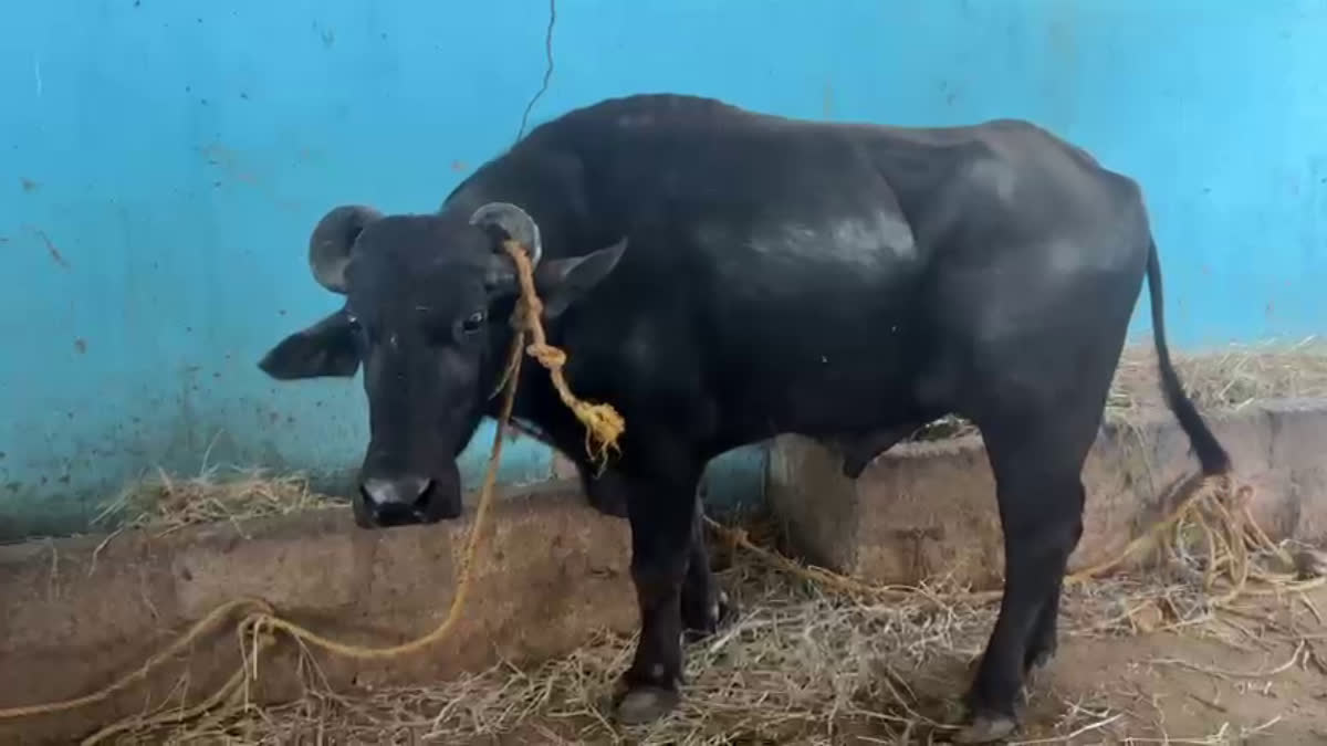 A bizarre dispute has erupted between the villagers of Kunibelakere in Harihar taluk and those from Kulagatte in Honnali taluk, Davanagere, Karnataka, over a buffalo dedicated to the village Goddess. The matter has now been brought to the police station