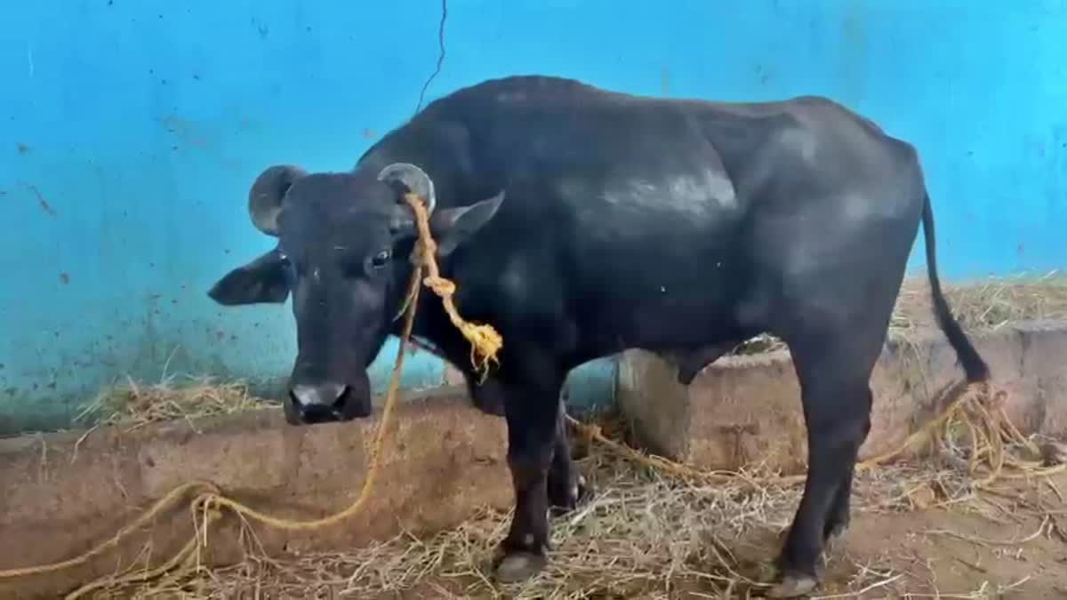 TEMPLE BUFFALLO KARANTAKA VILLAGE  DISPUTE BETWEEN VILLAGES KARNATAKA  പോത്തിനെച്ചൊല്ലി തര്‍ക്കം  കര്‍ണാടക ഗ്രാമം