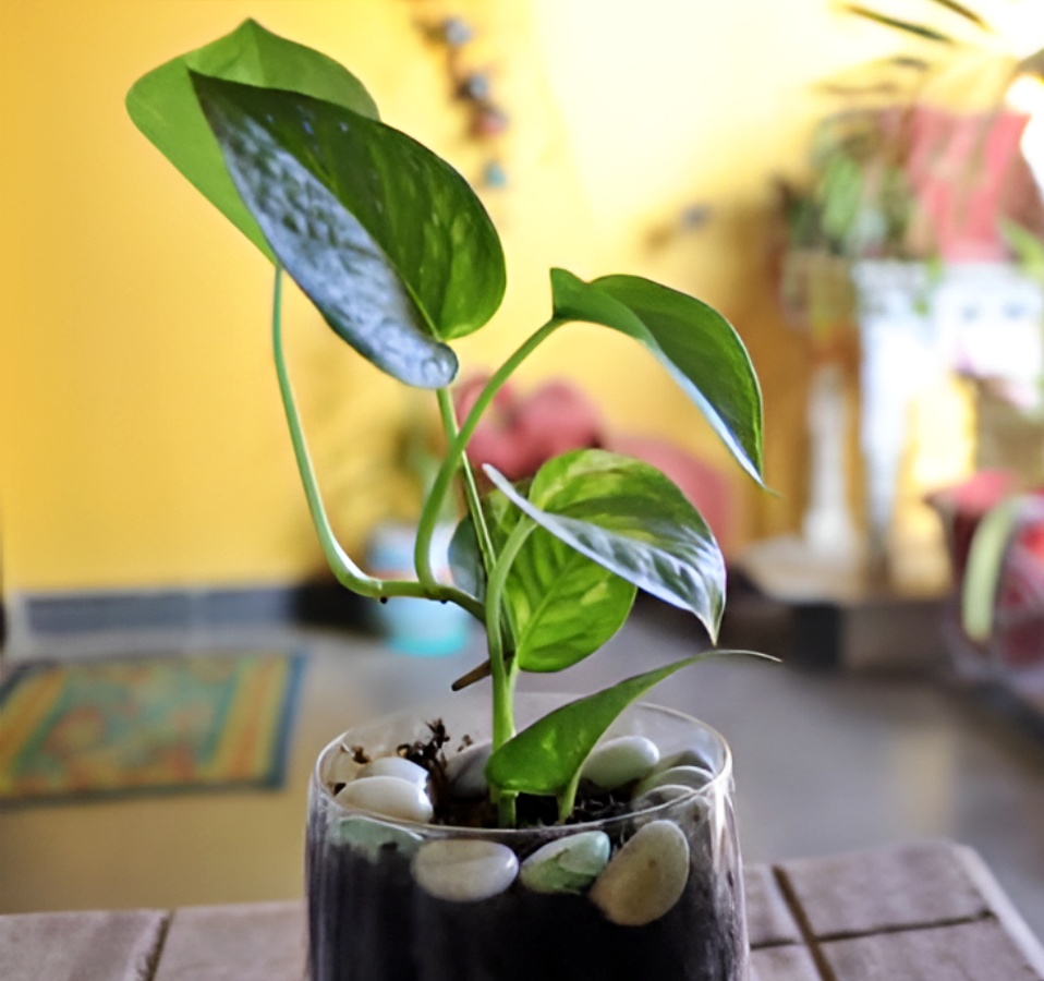 MONEY PLANT INDOOR BENEFITS  MONEY PLANT VASTU TIPS  VASTU AND FENG SHUI TIPS  വീടിനുള്ളില്‍ ചെടികള്‍