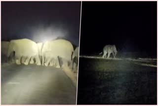 Elephant Terror in Chandrakona