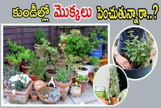 Pot Gardening Tips