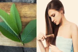 Guava Leaves Benefits for Hair