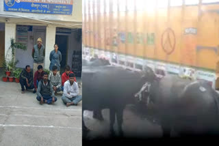 action against cattle smuggling