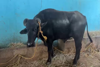 A bizarre dispute has erupted between the villagers of Kunibelakere in Harihar taluk and those from Kulagatte in Honnali taluk, Davanagere, Karnataka, over a buffalo dedicated to the village Goddess. The matter has now been brought to the police station