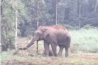 ಕಾಡಾನೆ ದಾಳಿ, ರೈತ ಸಾವು, Elephant attack