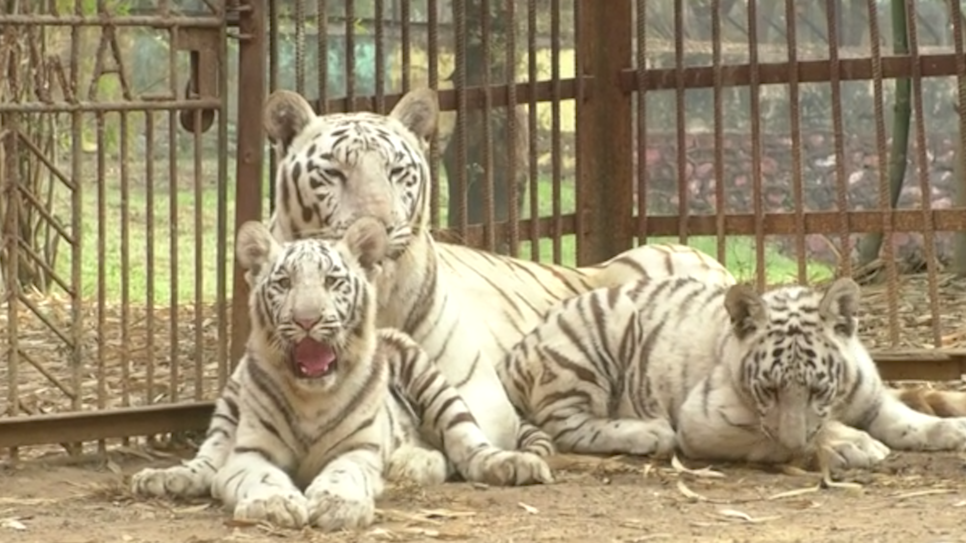 White Tiger Family Of Durg