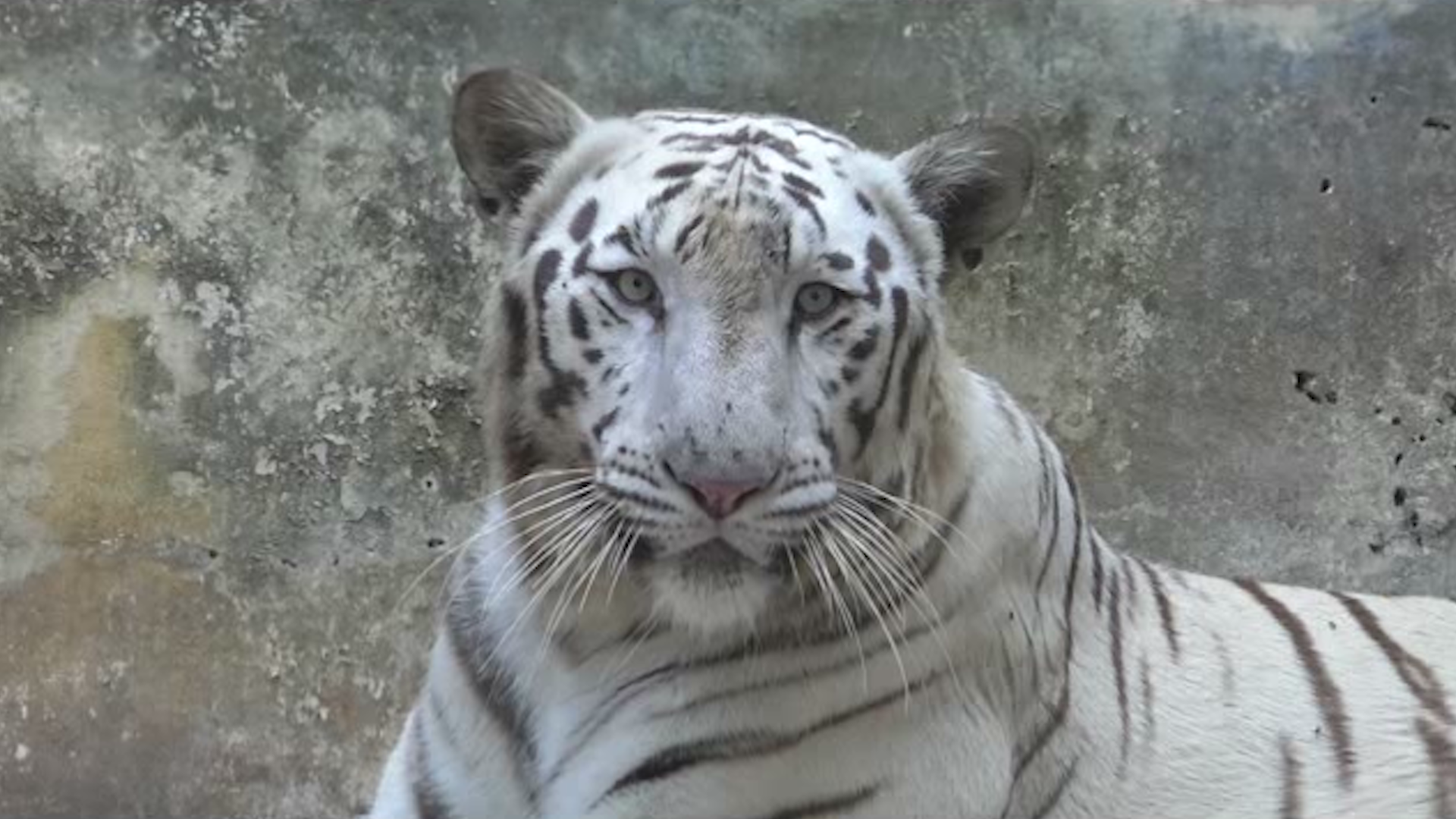 White Tiger In Maitri Bagh Of Durg