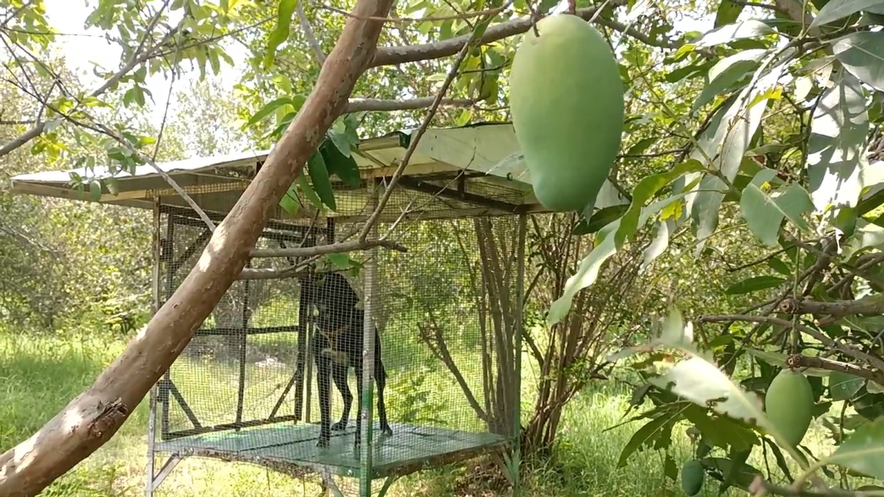 Jabalpur mangoes