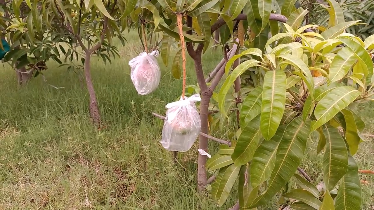 Jabalpur mangoes