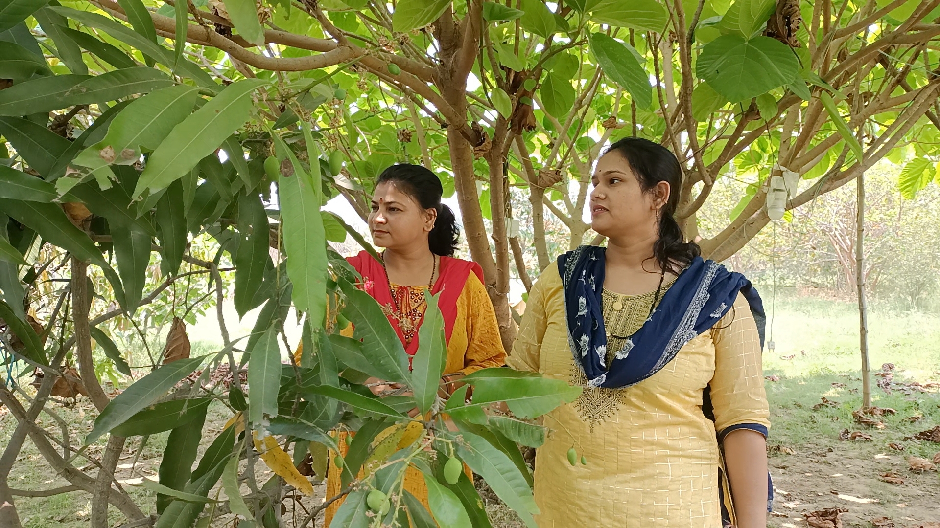 Jabalpur mangoes