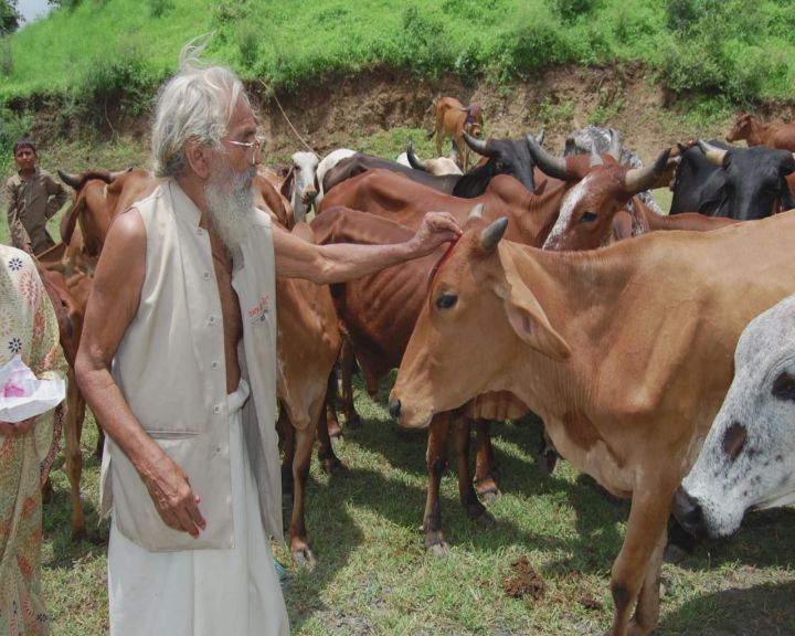 ગોળીબાર હનુમાનજી મંદિરમાં ગૌશાળા