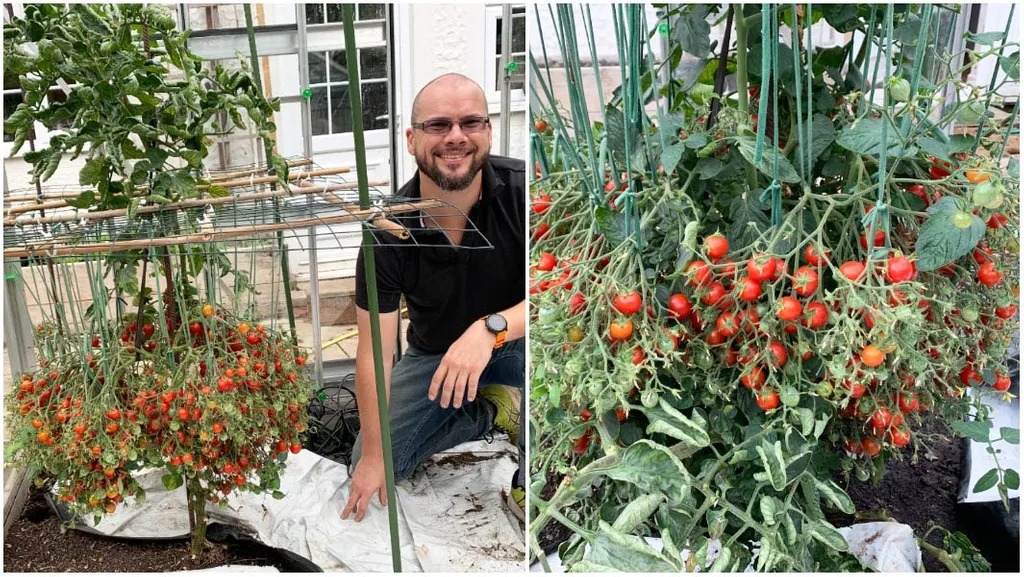 tomatoes guinness records