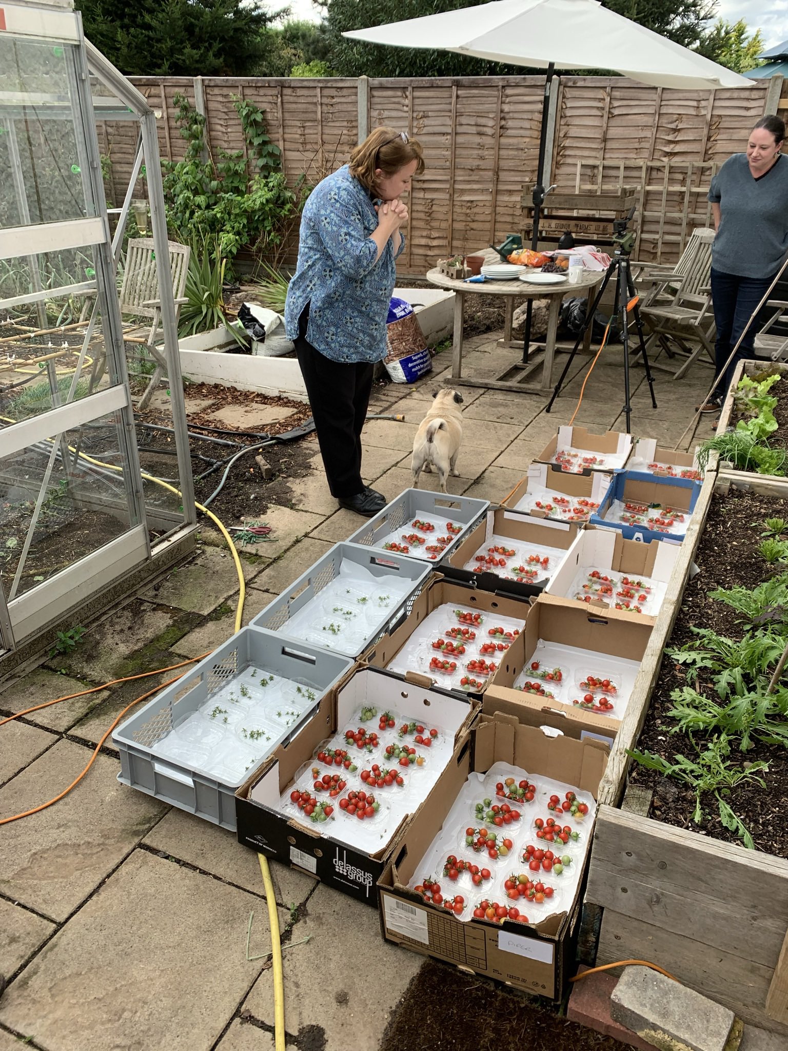 tomatoes guinness records