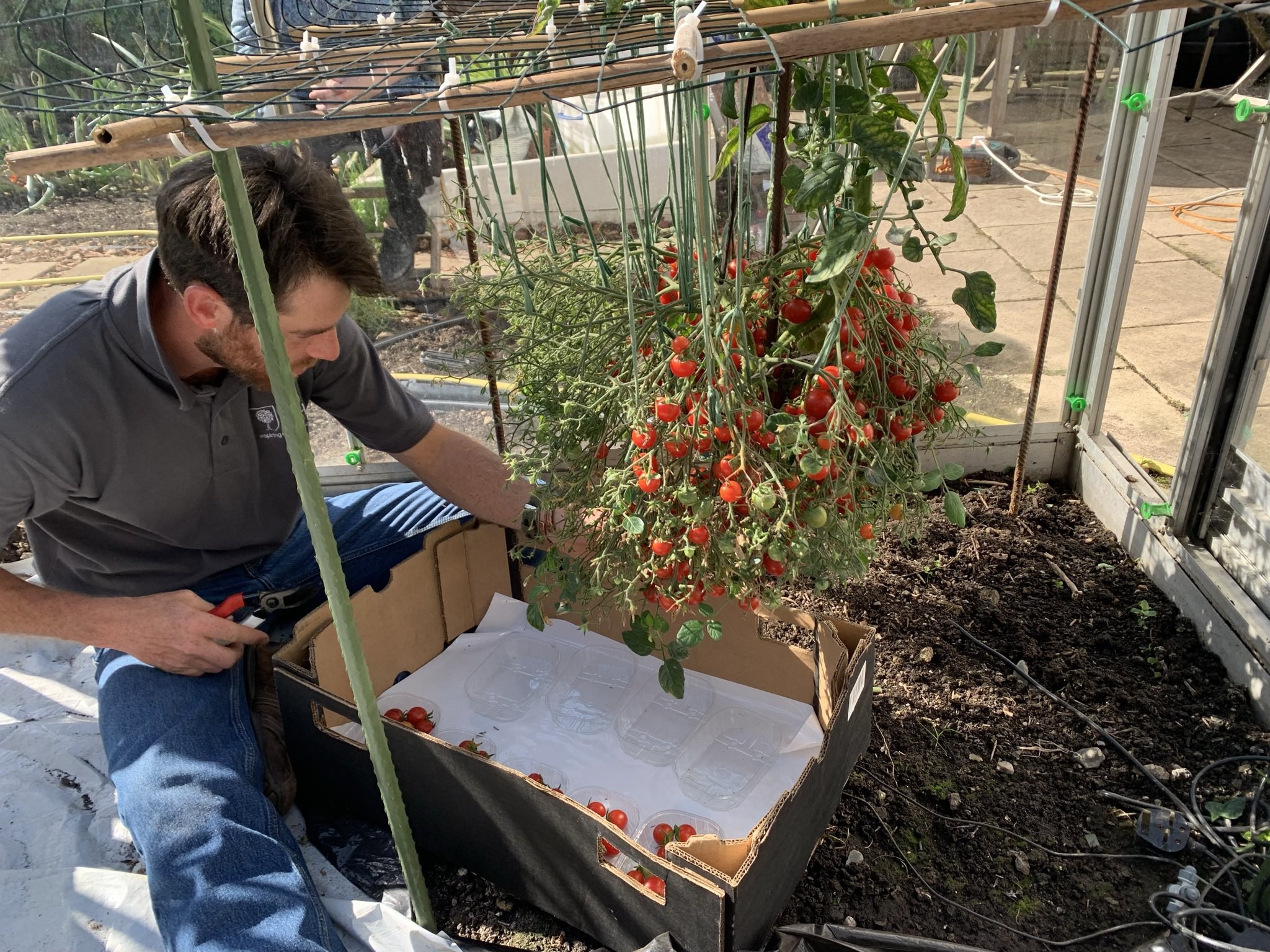 tomatoes guinness records