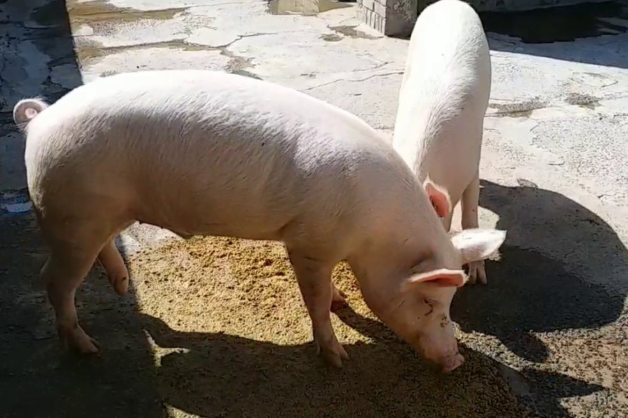 Pig farming in haryana