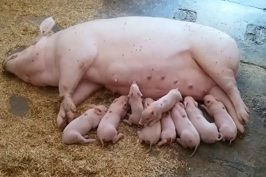 Pig farming in haryana