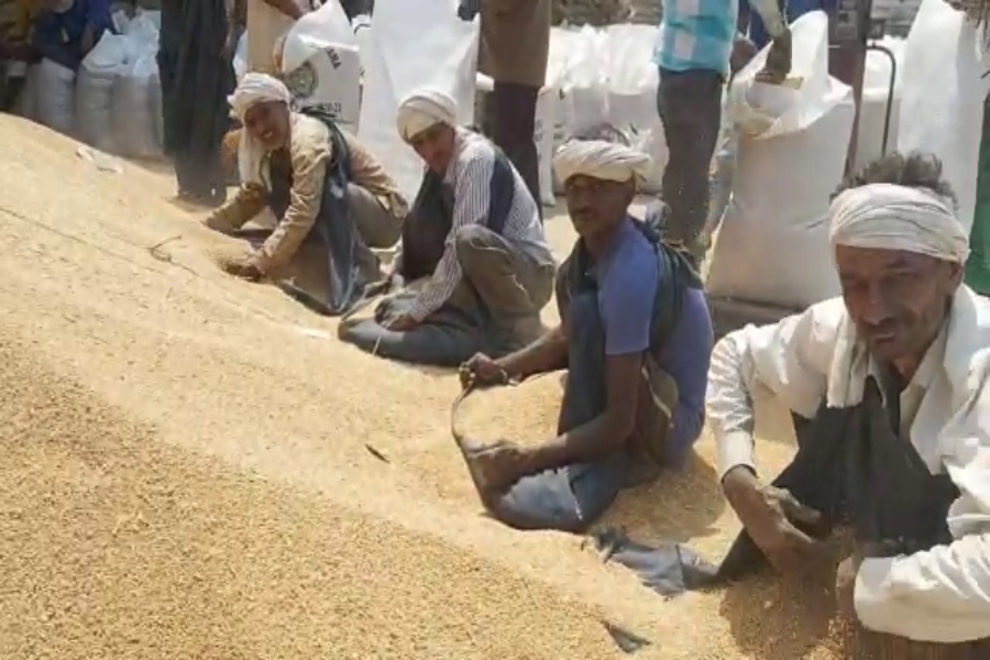 wheat production affected in haryana