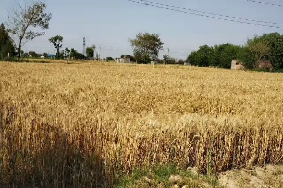 wheat production affected in haryana