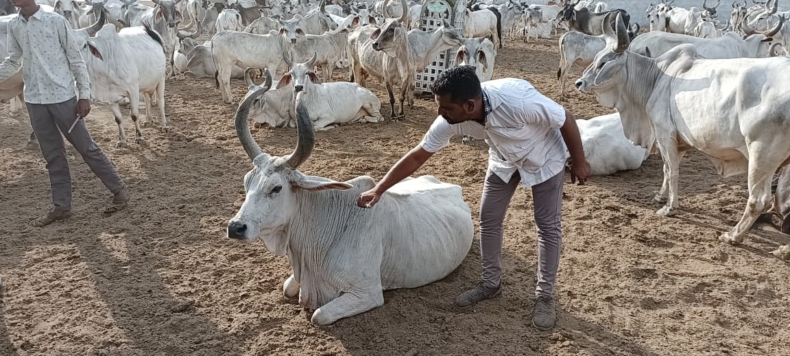 દરેક માલધારીઓએ આ રસીકરણનો લાભ લઈ પશુઓને આ રસી અપાવવી જોઈએ