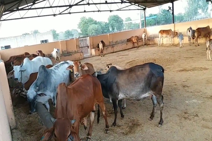 dry fodder crisis in haryana