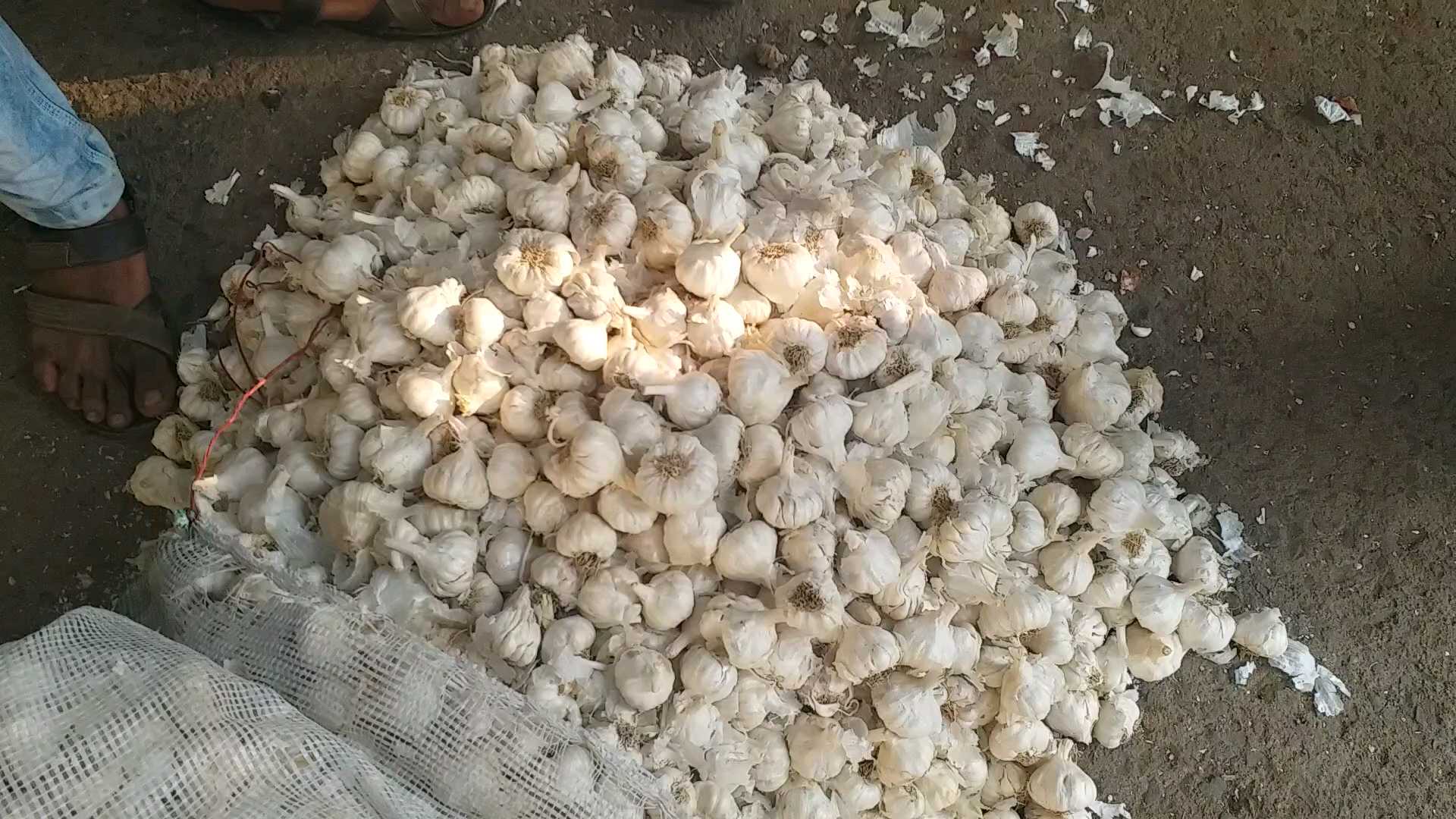 garlic farming in sagar